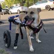 special needs pets