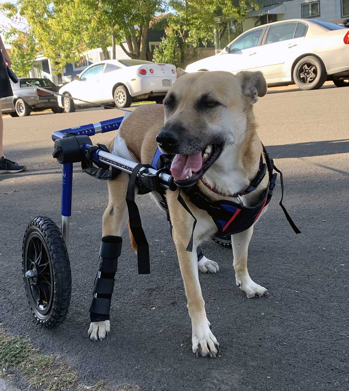 Caring for Special Needs Pets