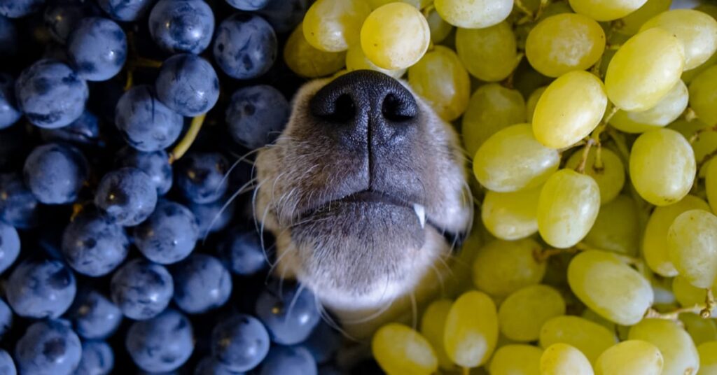 my dog ate grapes but seems fine
