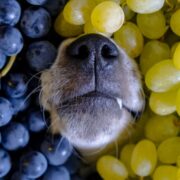 my dog ate grapes but seems fine