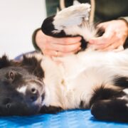 dog massage tellington ttouch