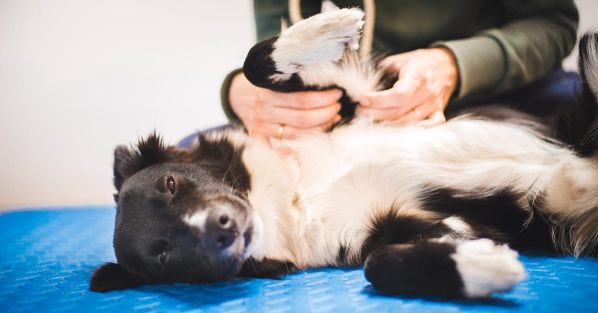 Pain Management Home Remedies for Dog Arthritis