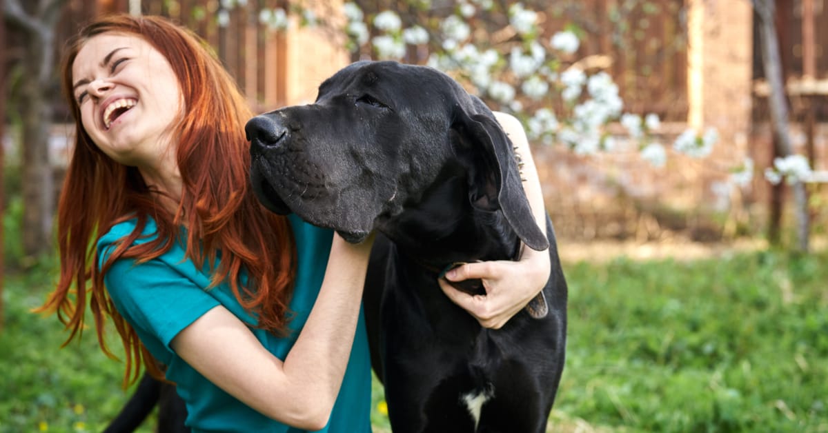 The Best Toys for Great Danes