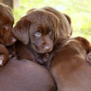 littermate syndrome