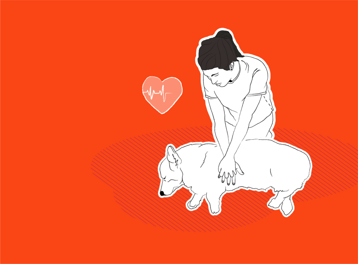 Pet Safety Skills: How to Perform CPR on a Dog or Cat