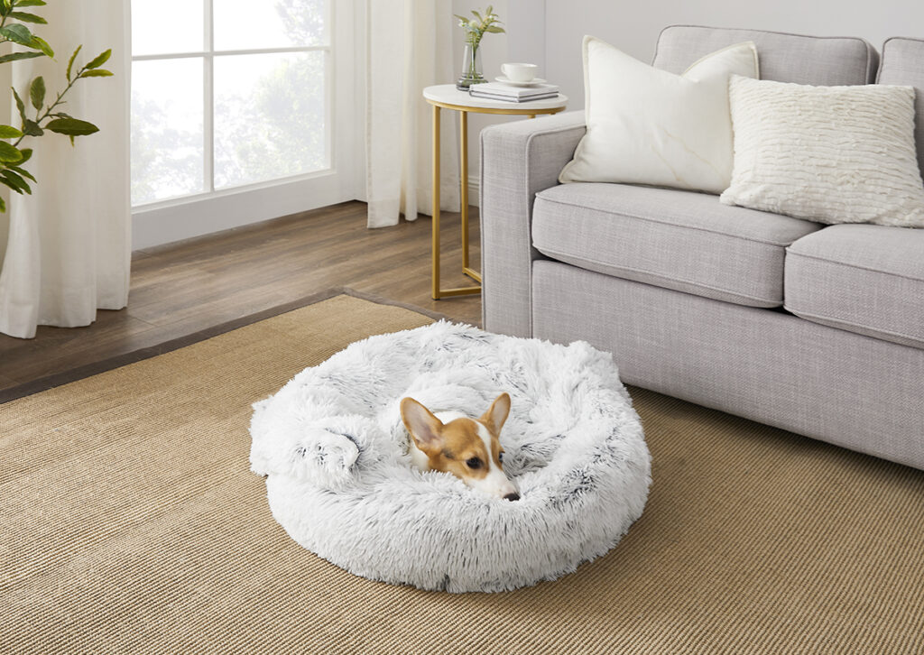 corgi snuggling in bed and blanket