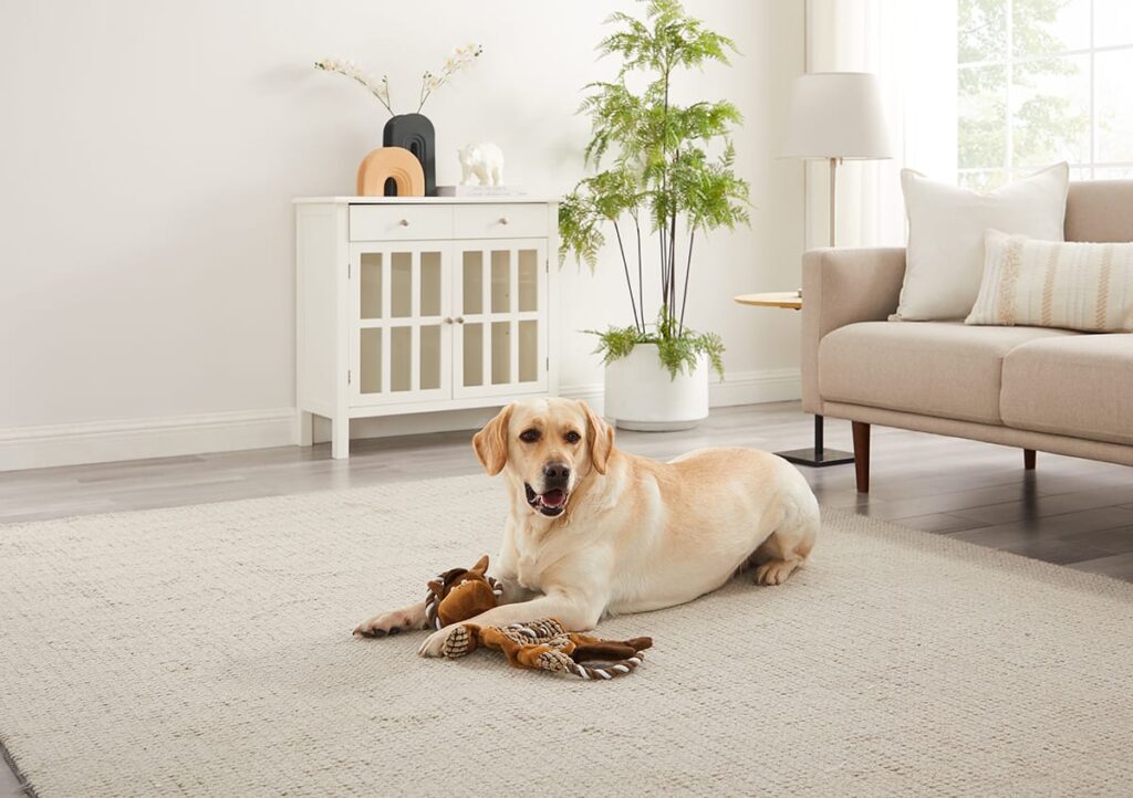 dog with rope toy