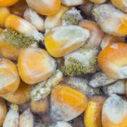 aflatoxin poisoning