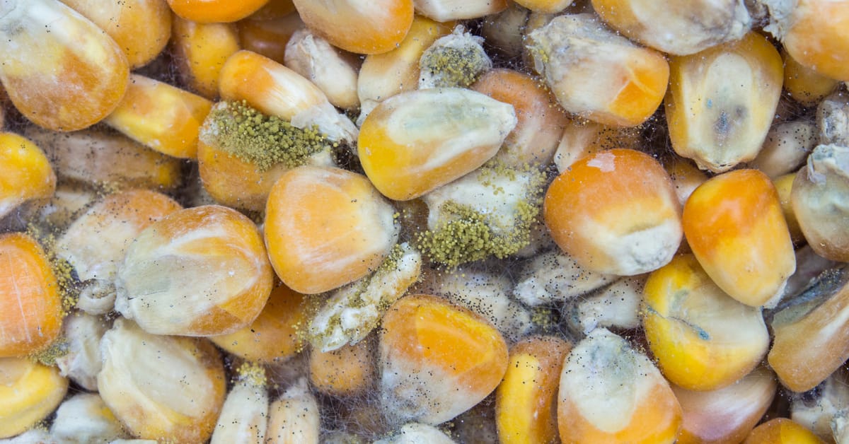 Aflatoxin Poisoning Kills Dogs, FDA Warns
