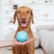 what colors do dogs see