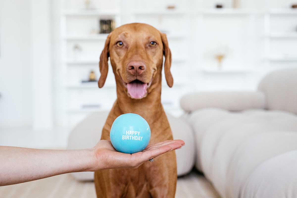 Canine ROYGBIV: What Colors Do Dogs See?