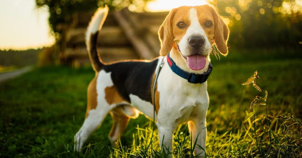 best toys for beagles