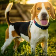 best toys for beagles