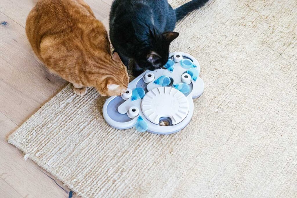 cat food puzzle