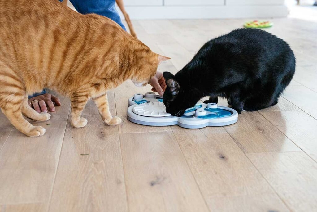 rainy day cat food puzzle