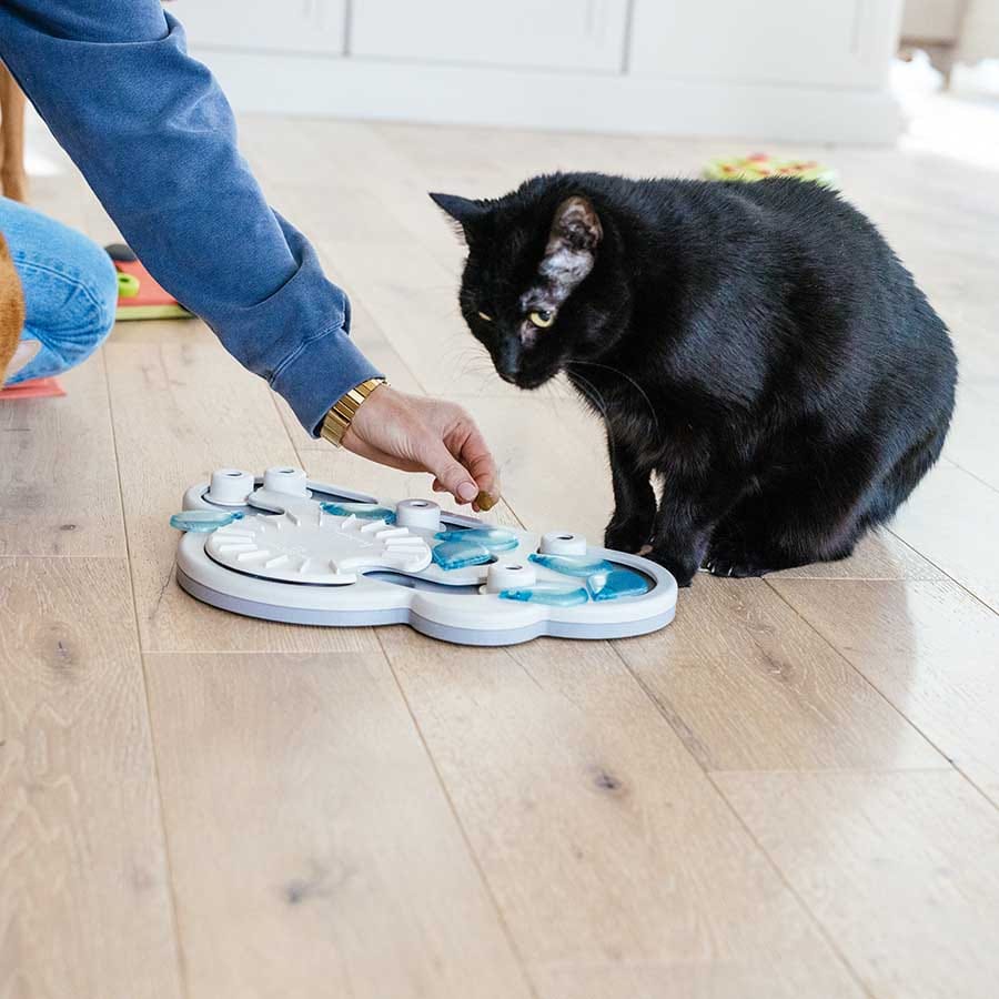 cat with puzzle