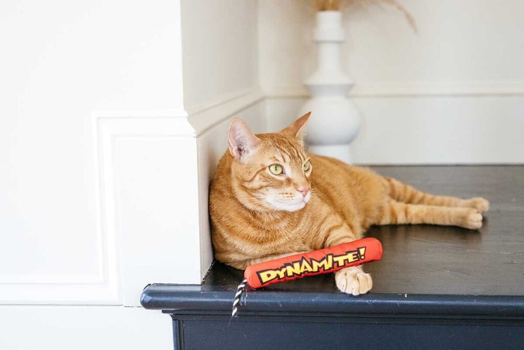 orange cat