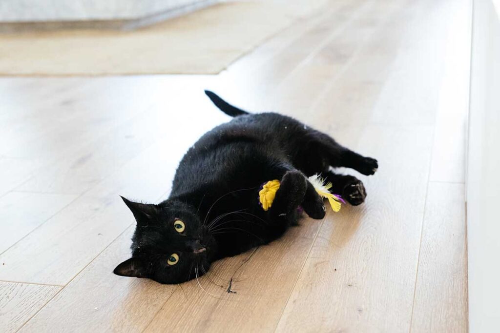 black cat staring