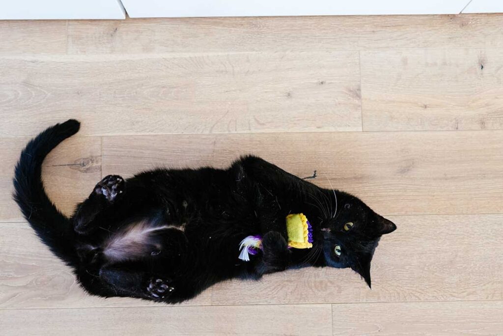 cat with toy
