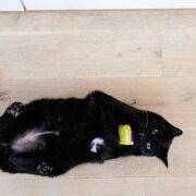 do cats need chew toys