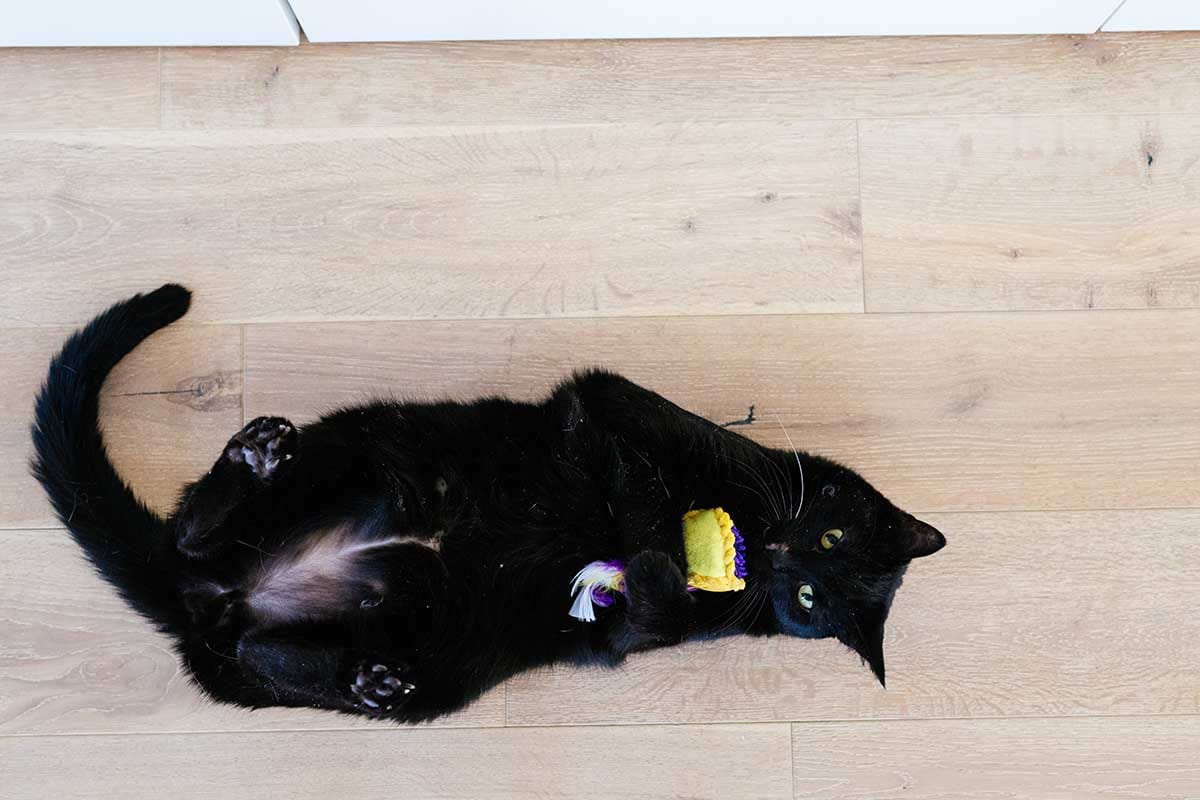 Do Cats Need Chew Toys?