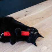 how much catnip is too much