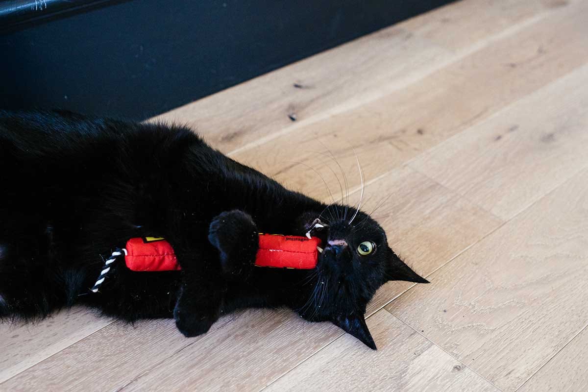 How Much Catnip Is Too Much?