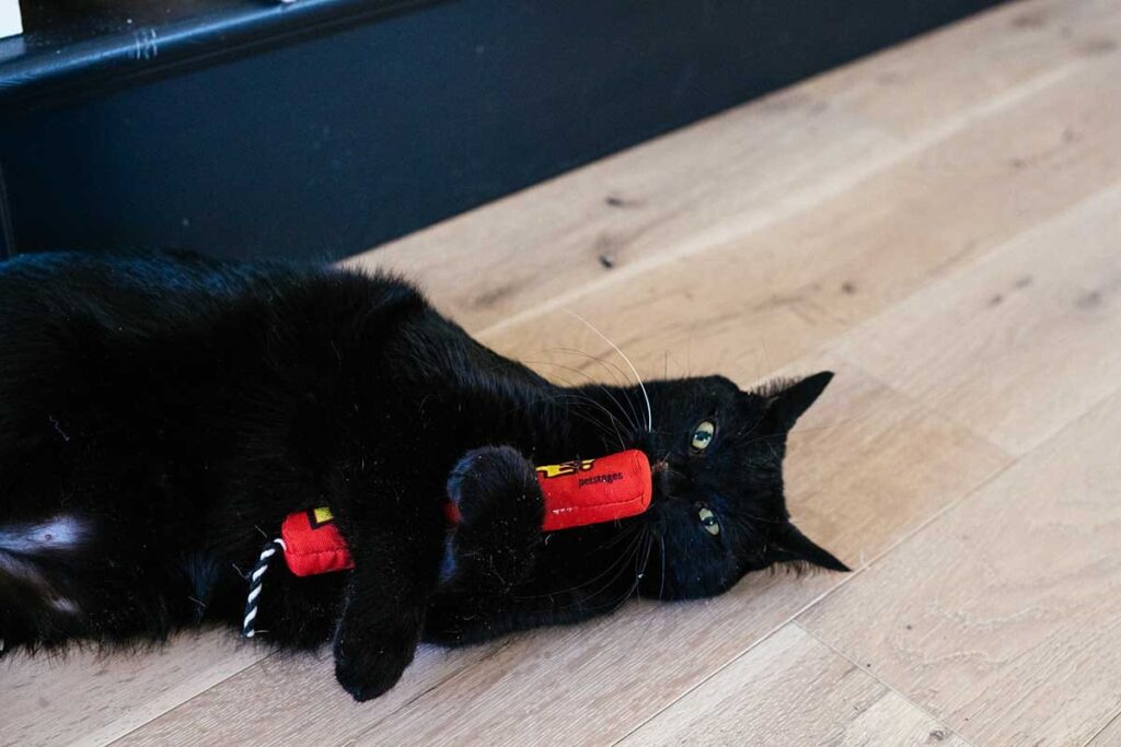 how much catnip is too much