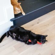cat kicker toy