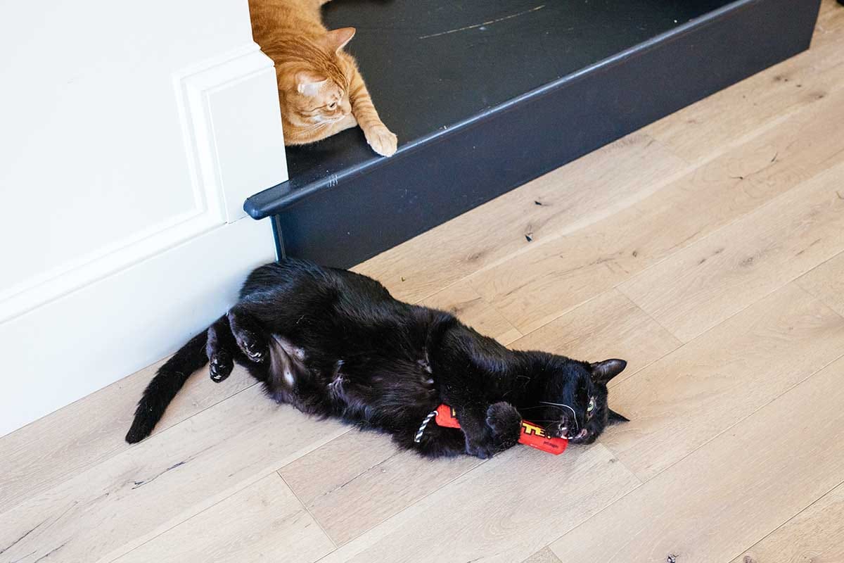 The Best Kicker Toy for Cats & Bunny Kicks