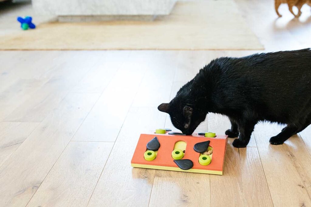 cat playing with puzzle