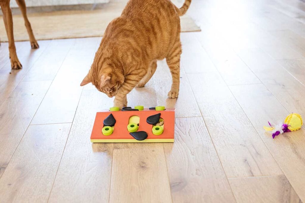 cat playing with puzzle