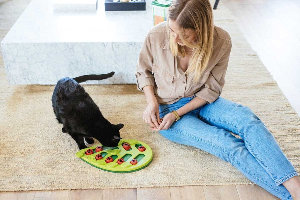 cat food puzzle. pica in cats