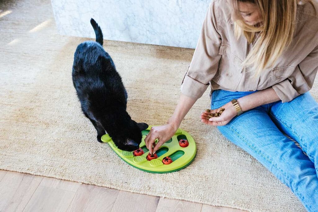 cat with puzzle toy