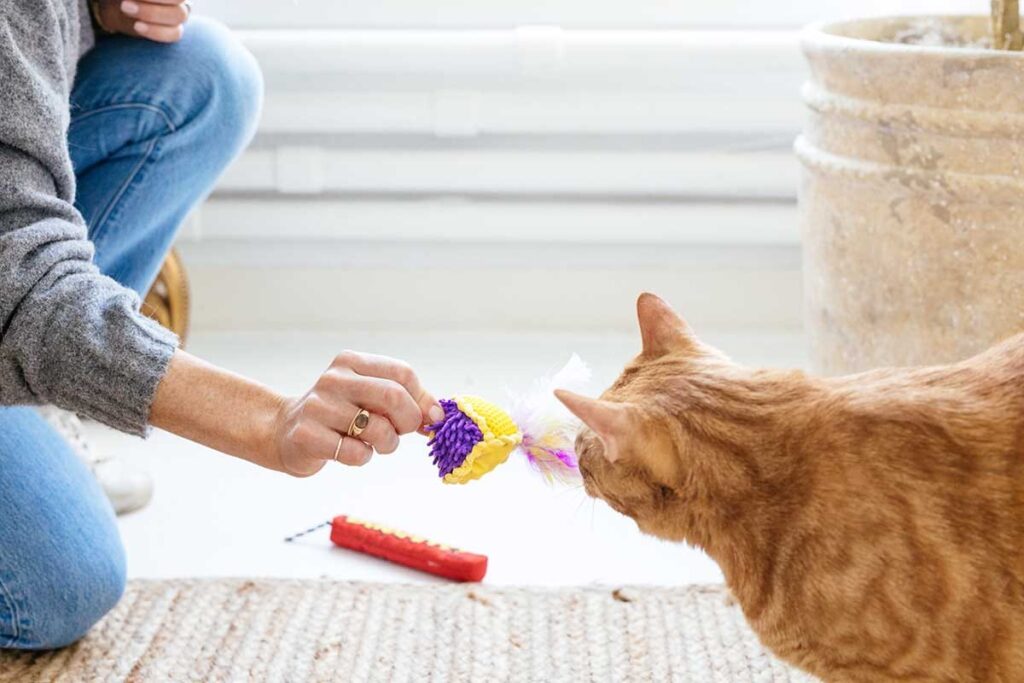can swatting a toy