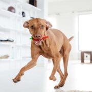 toys for deaf dogs