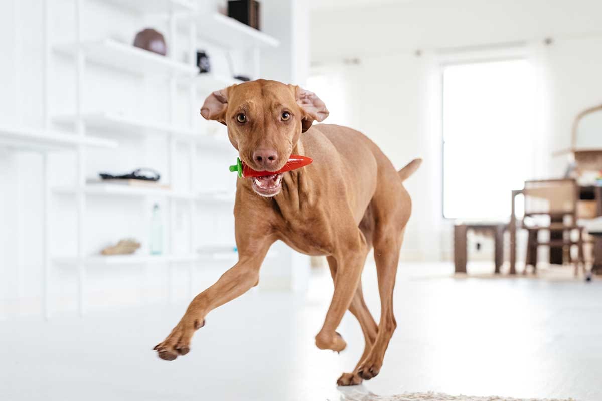 8 Toys For Deaf Dogs