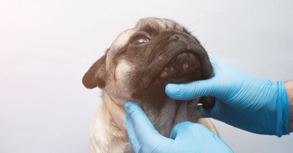 can dogs get pimples