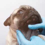 can dogs get pimples