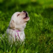 why do dogs howl at sirens