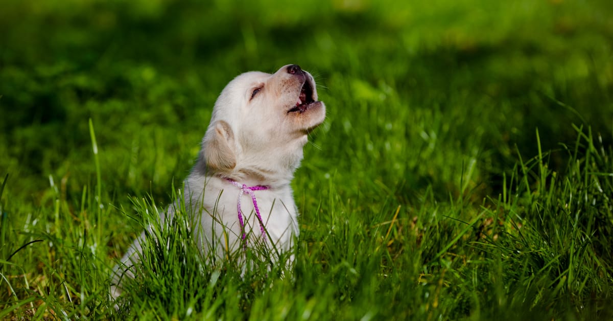 Doggos Doin’ an Aroo: Why Do Dogs Howl at Sirens?