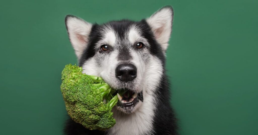 is broccoli good for dogs
