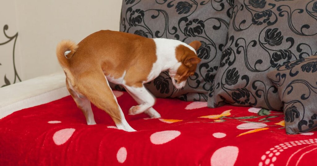why does my dog dig in my bed