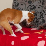 why does my dog dig in my bed