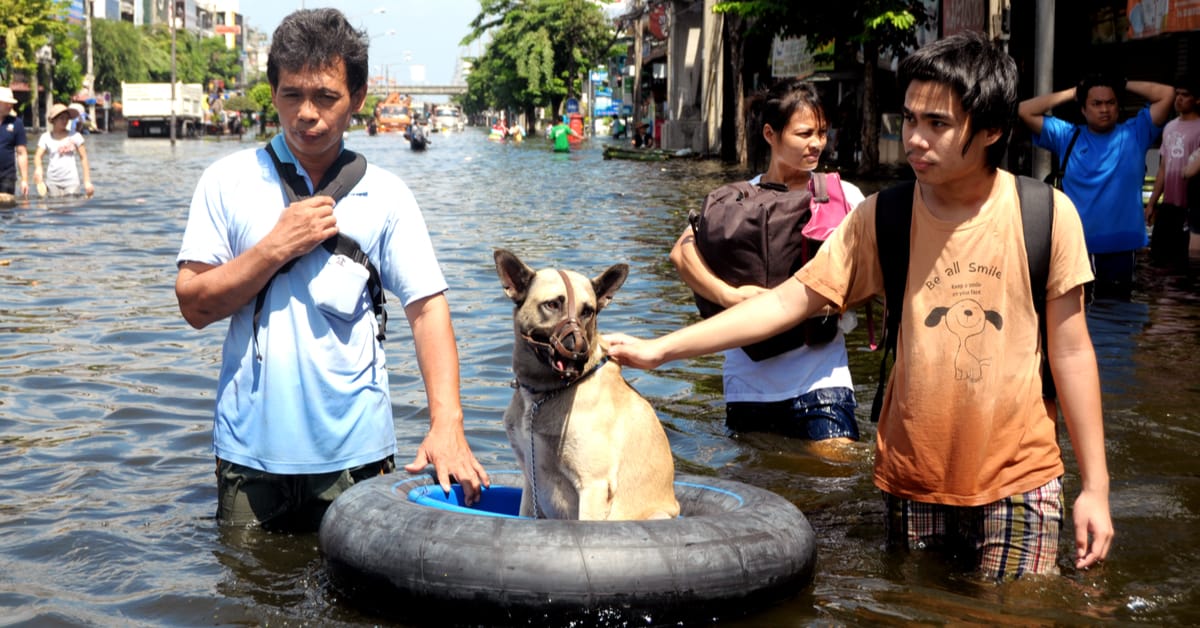 Emergency Preparedness: What to Keep in a Dog Go Bag