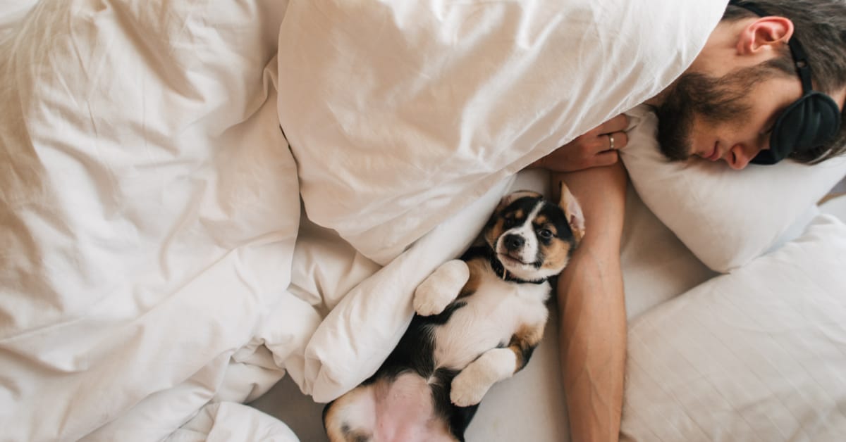 Should You Let Your Dog Sleep with You?