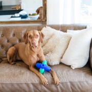 dog on a couch with toy