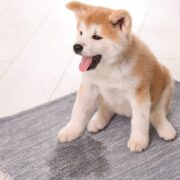 my dog pees when excited