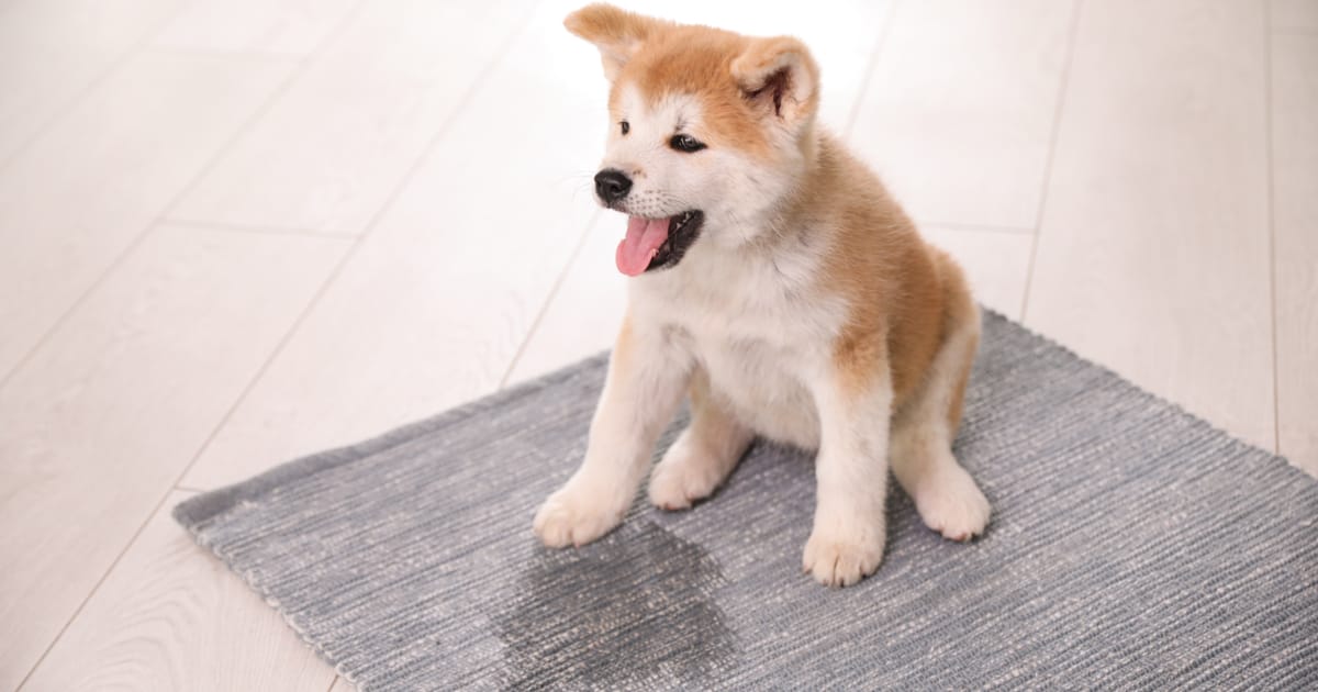 Help! My Dog Pees When Excited!