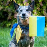 help animals ukraine